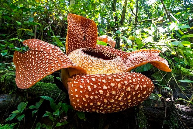 Rafflesia Arnoldii La Segunda Flor Mas Grande Del Mundo