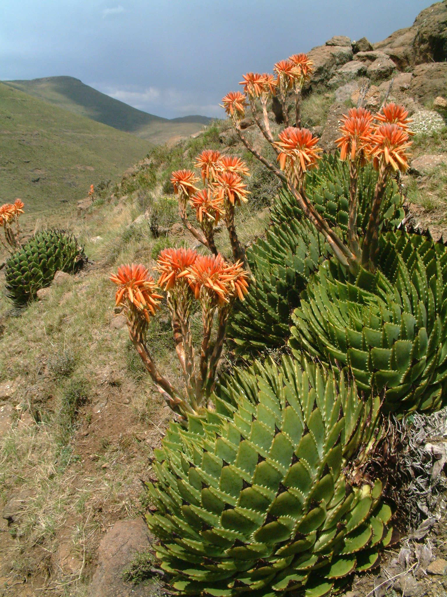 aloe espiral - lesoto