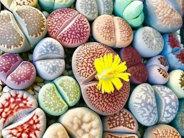 lithops