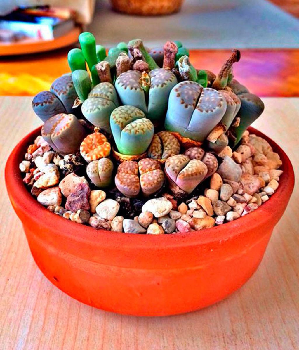 lithops