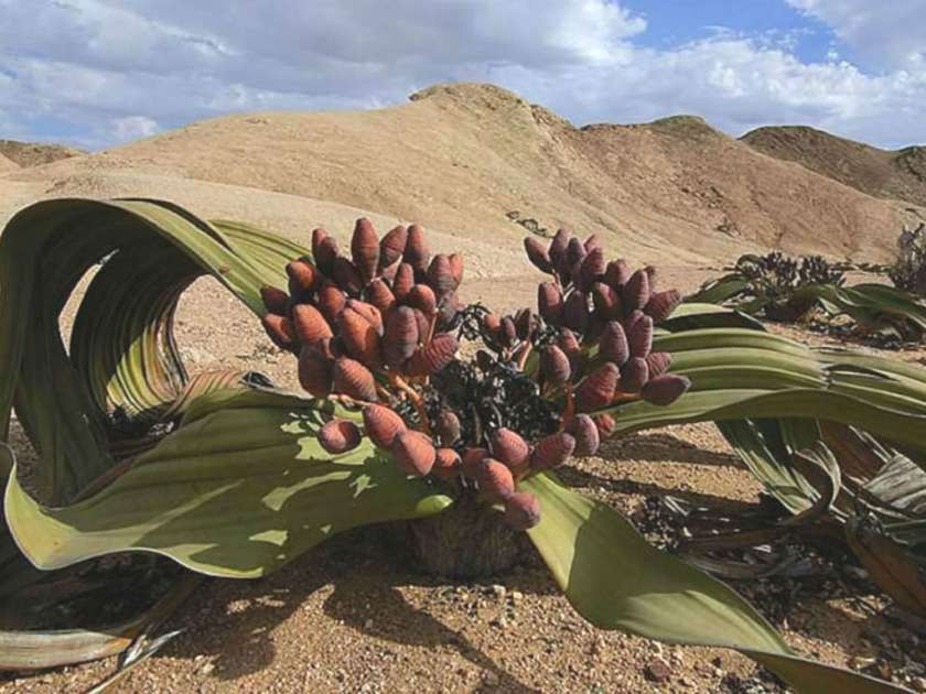 welwitschia mirabilis