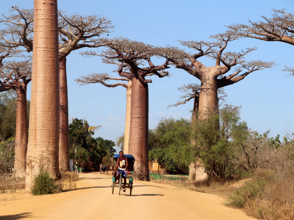 baobab