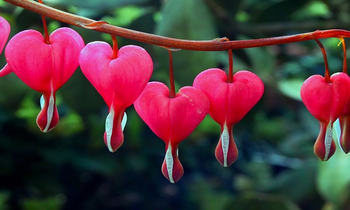 flor-corazon-sangrante