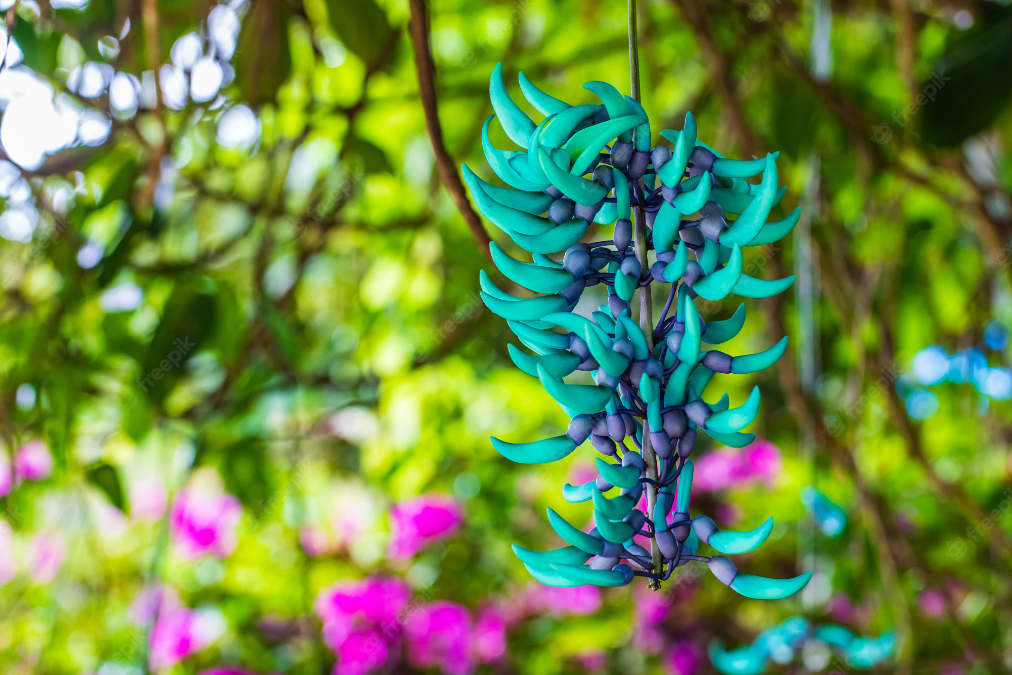 flor de jade
