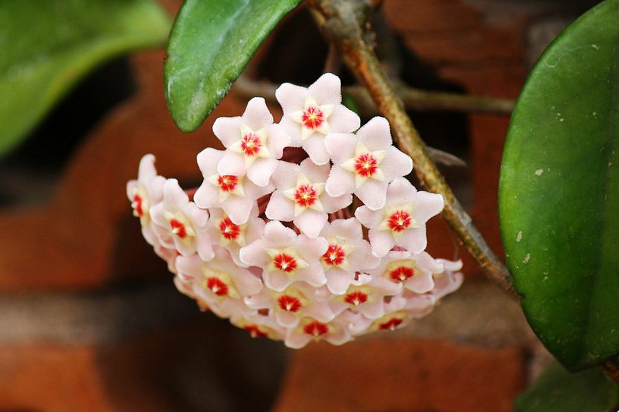 flor de porcelana