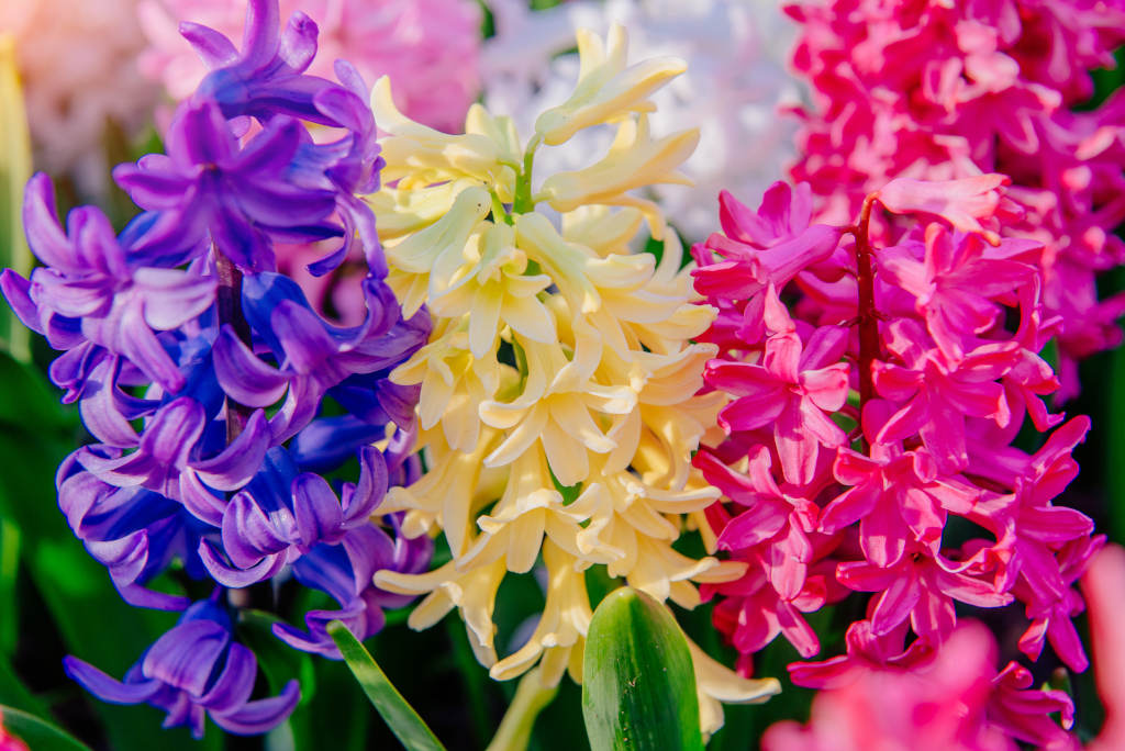 Group of beautiful multicolored hyacinths. Holland Roterdam