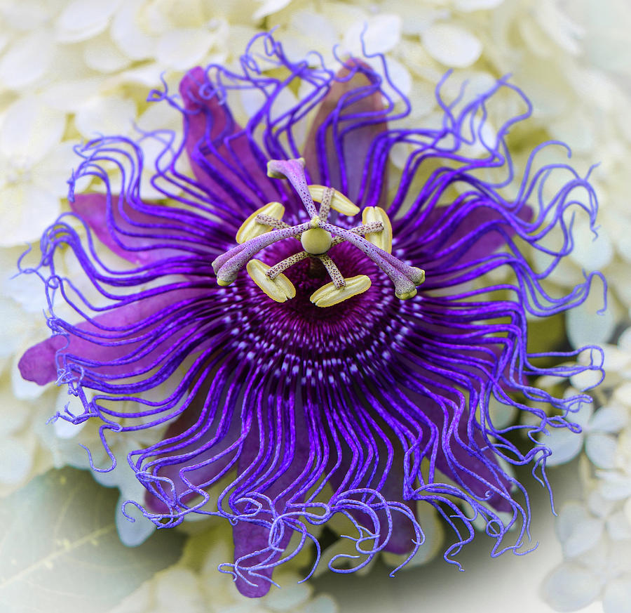 passiflora-incarnata-