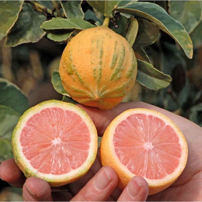 limon pink
