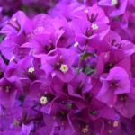 flores bugambilia