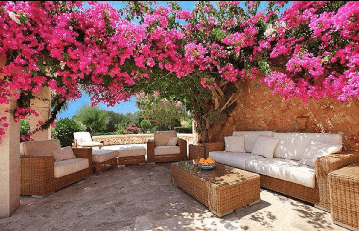 buganvillas